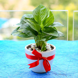 Natural Plant