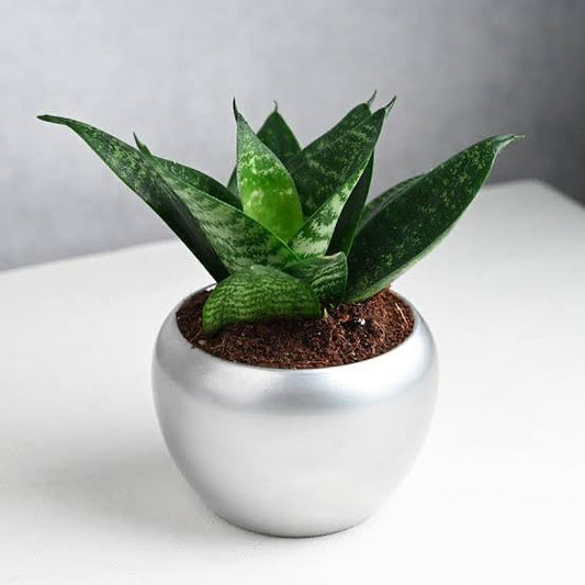 Snake Plant Sanctuary