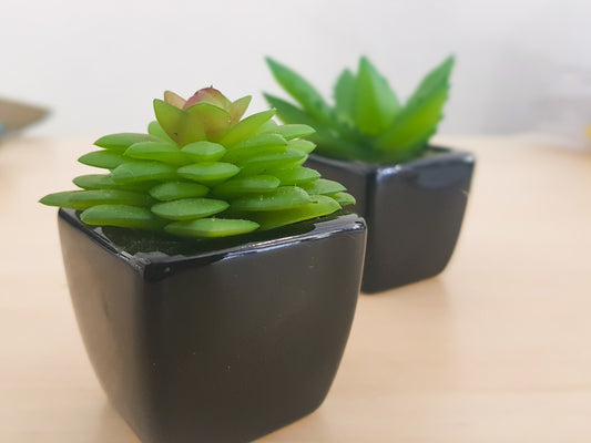 Jade Plant