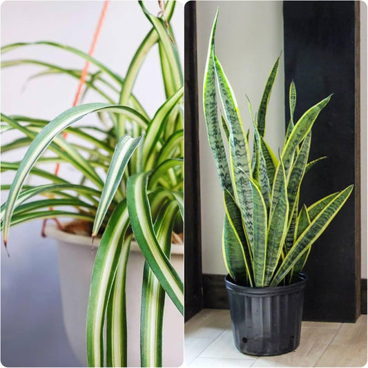 Snake Plant